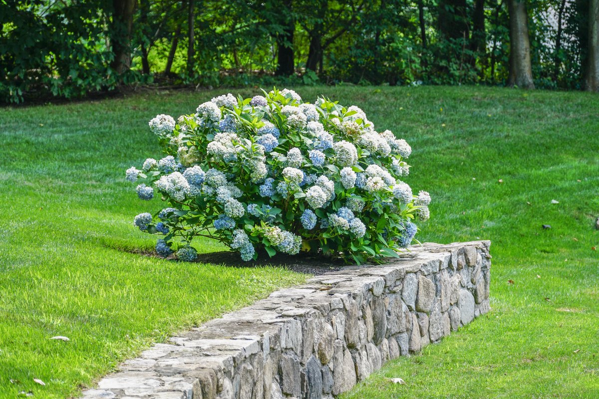 137 Linden Tree Rd - background 95